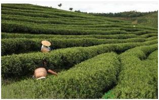 了解普洱茶的必备知识有哪些方面,了解普洱茶认识普洱茶的四个误区