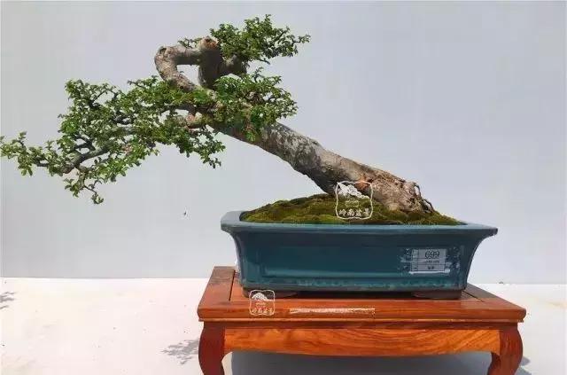 百看不厌的盆景欣赏,盆景欣赏难得一见的绝美盆景艺术