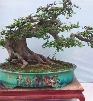 百看不厌的盆景欣赏,盆景欣赏难得一见的绝美盆景艺术