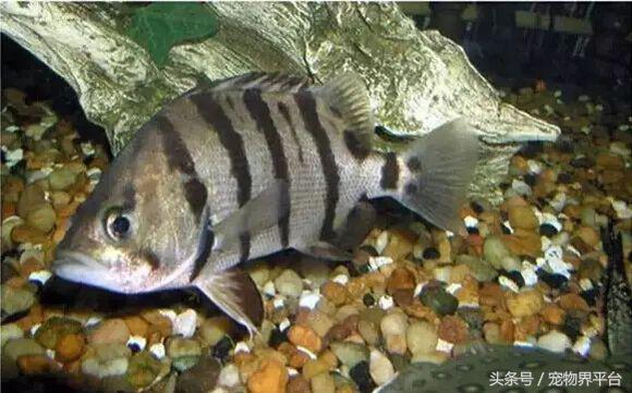 爬虎鱼种类,鰕虎鱼的种类