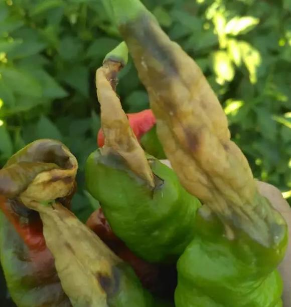 辣椒脐腐病是真菌性还是细菌性,辣椒脐腐病烂果症状图片