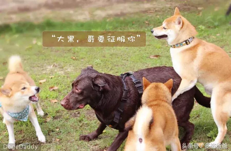 公边牧发情期可以做绝育手术吗,公犬发情期除了绝育还有什么办法