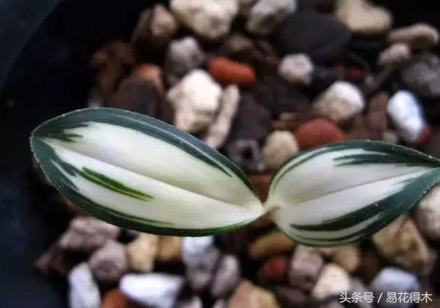 兔耳兰野生兰花什么时候开花,文山州兔耳兰展上的精品兰花