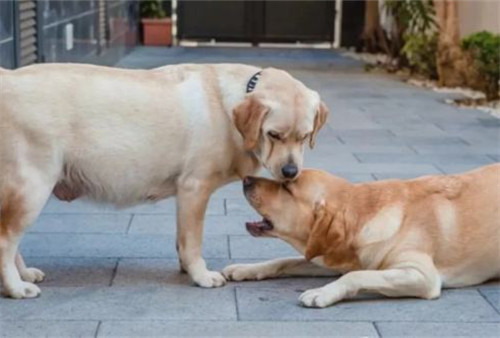 狗狗怀孕的5大症状该怎么照顾,狗狗怀孕了主人需要怎么喂养