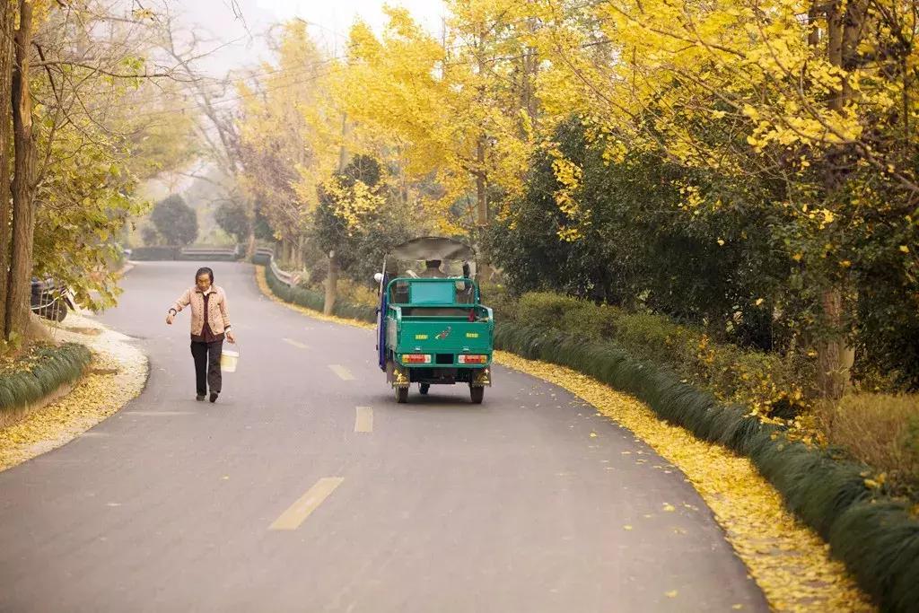 最佳银杏观赏地是哪儿,银杏观赏地点在哪里