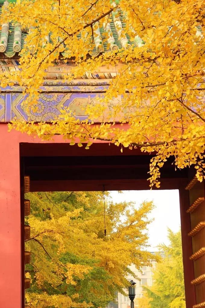 最佳银杏观赏地是哪儿,银杏观赏地点在哪里