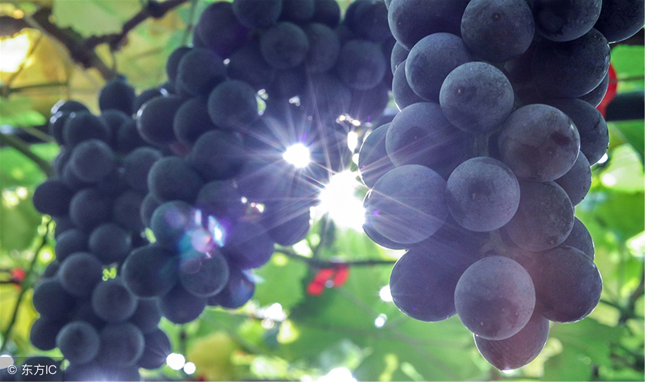 ogtt糖耐量试验中间喝了150ml水,ogtt糖耐量试验用50%葡萄糖怎么做