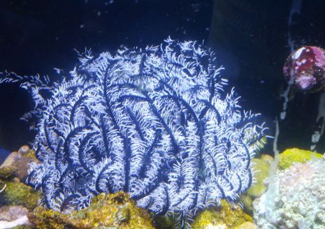 鱼缸里的鬼畜担当—海百合