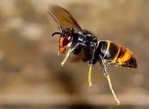 蜂蜇人事件,防胡蜂伤人宣传知识