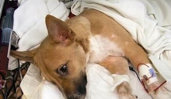 小心！这九大致死原因很容易从铲屎官手上掳走狗子！