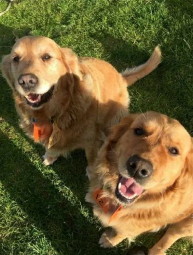 大金毛真的是太暖心了,大金毛太暖了吧