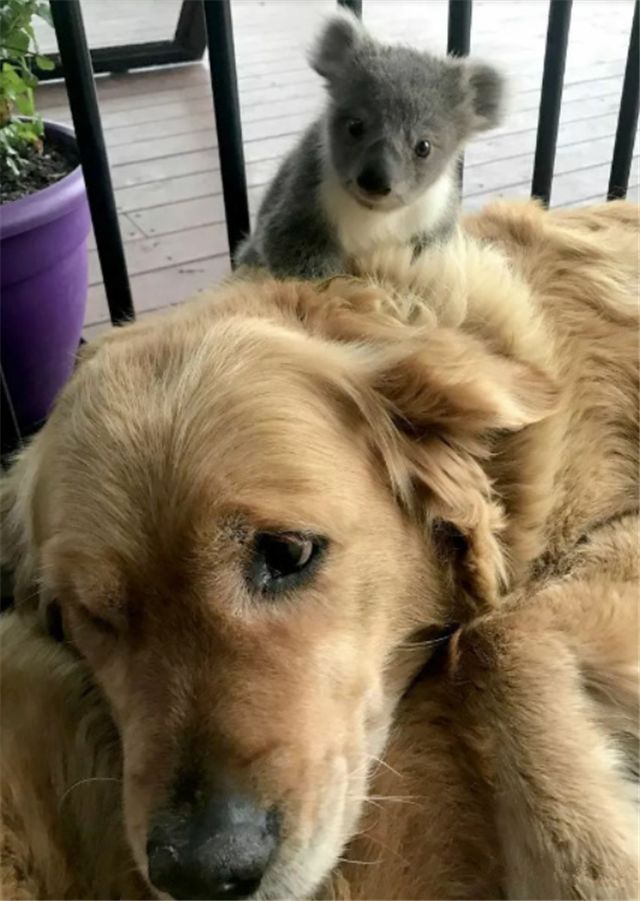 大金毛真的是太暖心了,大金毛太暖了吧