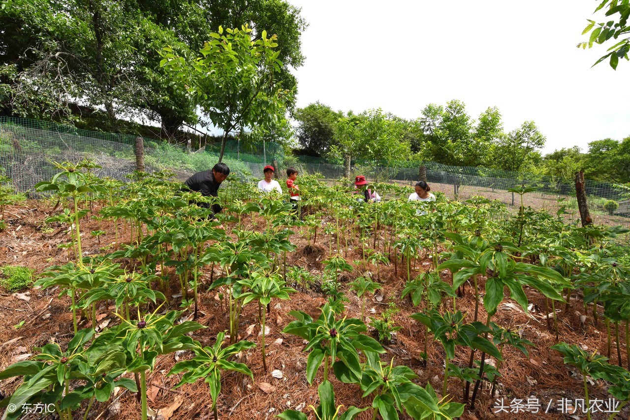 这种作物,一直稳定高价位,种家少货源少,有人说五年内供不应求