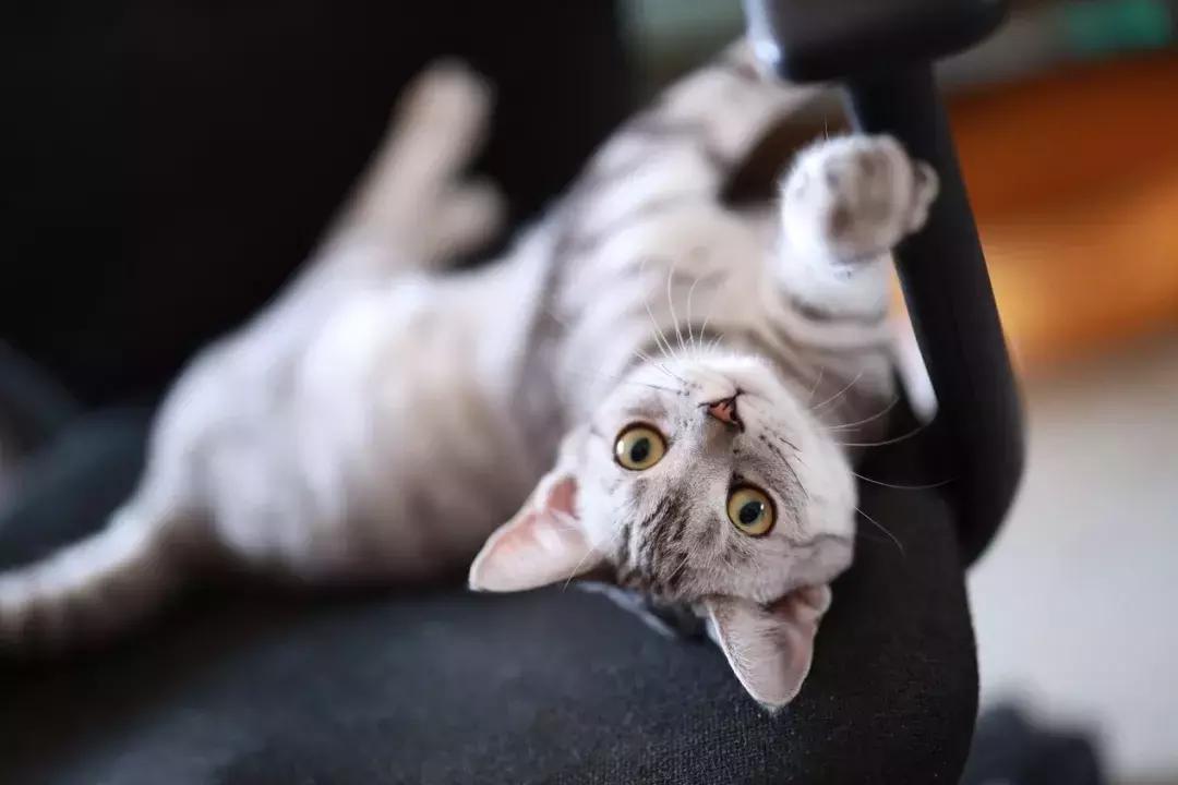 佳能rf50mmf1.4最新消息,佳能rf50mmf1.8如何正确使用