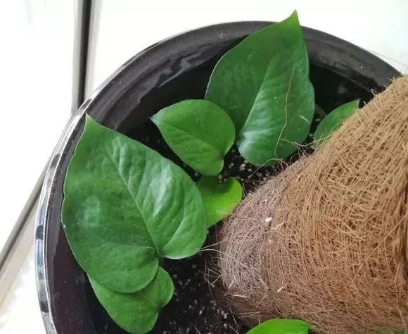 大绿萝要怎么养叶子才变大,大叶绿萝叶子小了怎样让它变大