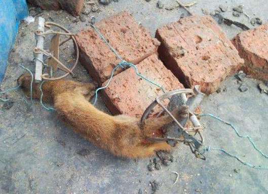 黄鼠狼进家能不能打死,黄鼠狼进家是吉是凶