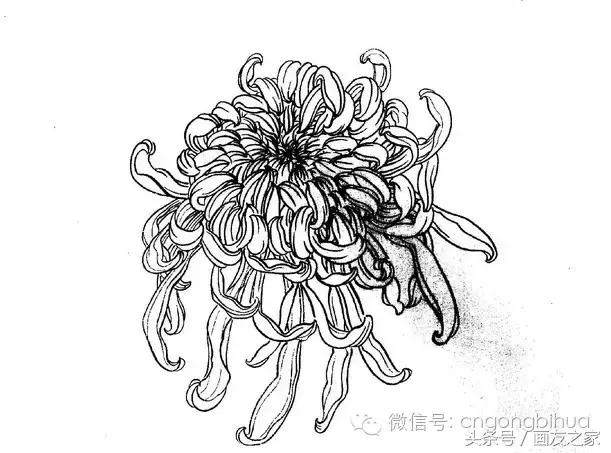 国画工笔菊花的画法视频,线描菊花画谱