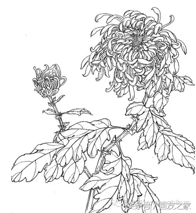 国画工笔菊花的画法视频,线描菊花画谱