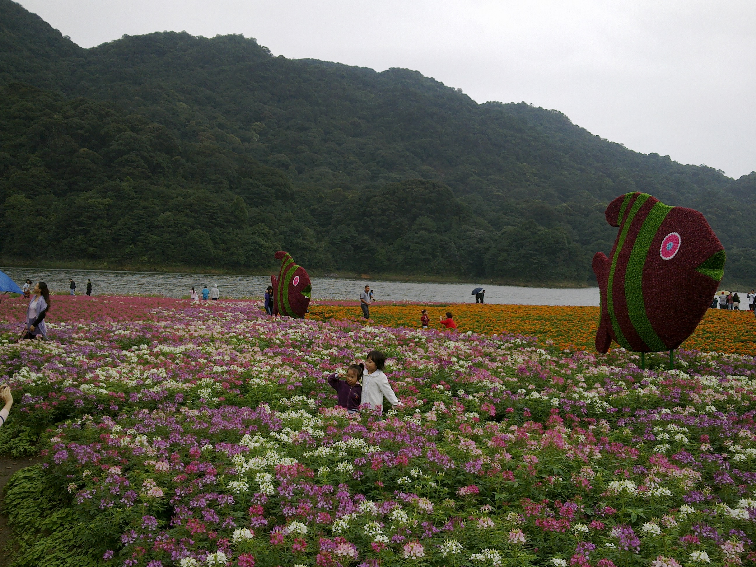百万葵园85元门票包含什么,广州百万葵园免费门票
