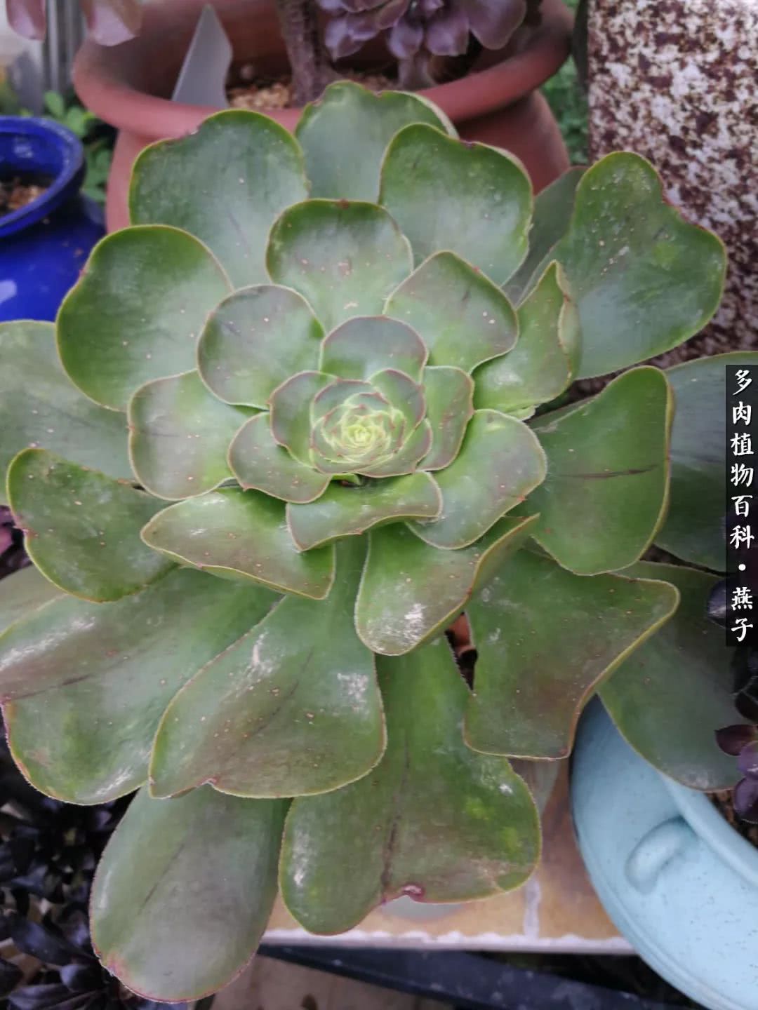 多肉法师什么季节摘心最好,多肉法师全锦好吗