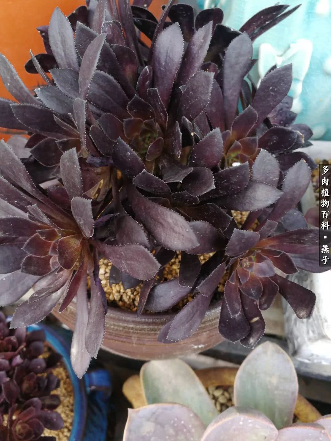 多肉法师什么季节摘心最好,多肉法师全锦好吗