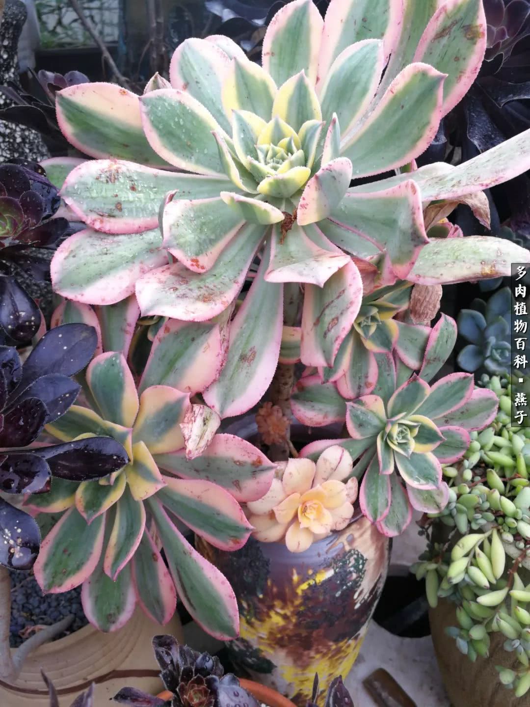 多肉法师什么季节摘心最好,多肉法师全锦好吗