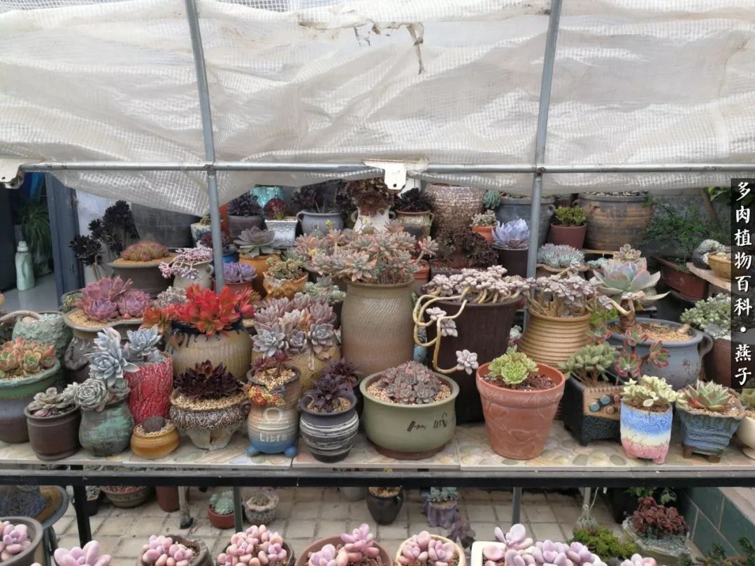 多肉法师什么季节摘心最好,多肉法师全锦好吗