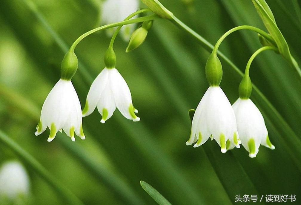 各种花的寓意及花语代表爱,黄玫瑰代表着哪些花语和寓意