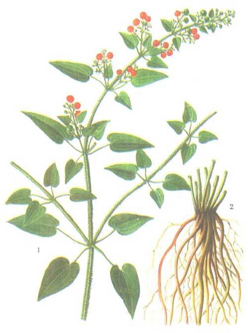 农村植物，茜草攀援在其它植物上，农民老大爷说当今一斤卖25元了