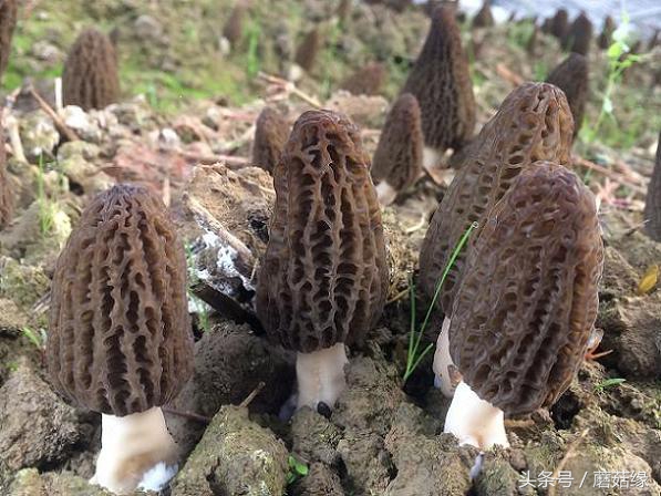 羊肚菌栽培大棚技术视频,羊肚菌种植存在问题