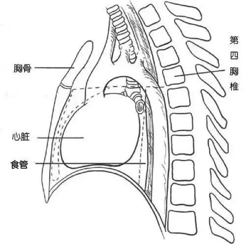 心脏突然压迫感像烧心的感觉,吃东西烧心是胃还是心脏有问题