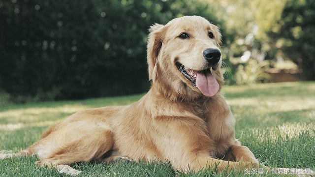 最聪明的狗狗排行榜哈士奇,世界上最聪明的狗狗是谁养的