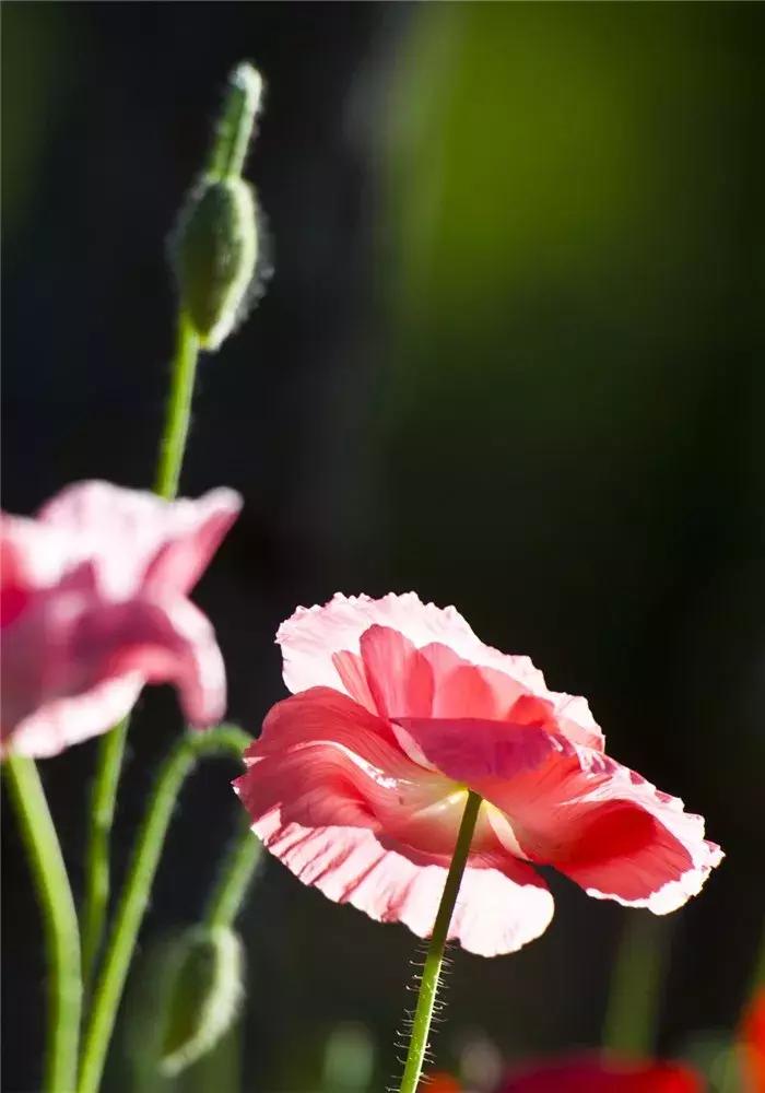 宋词中关于虞美人的词,关于虞美人的古诗鉴赏