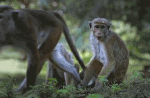 「健康」长达10余年的实验证明:吃得多,确实死得快