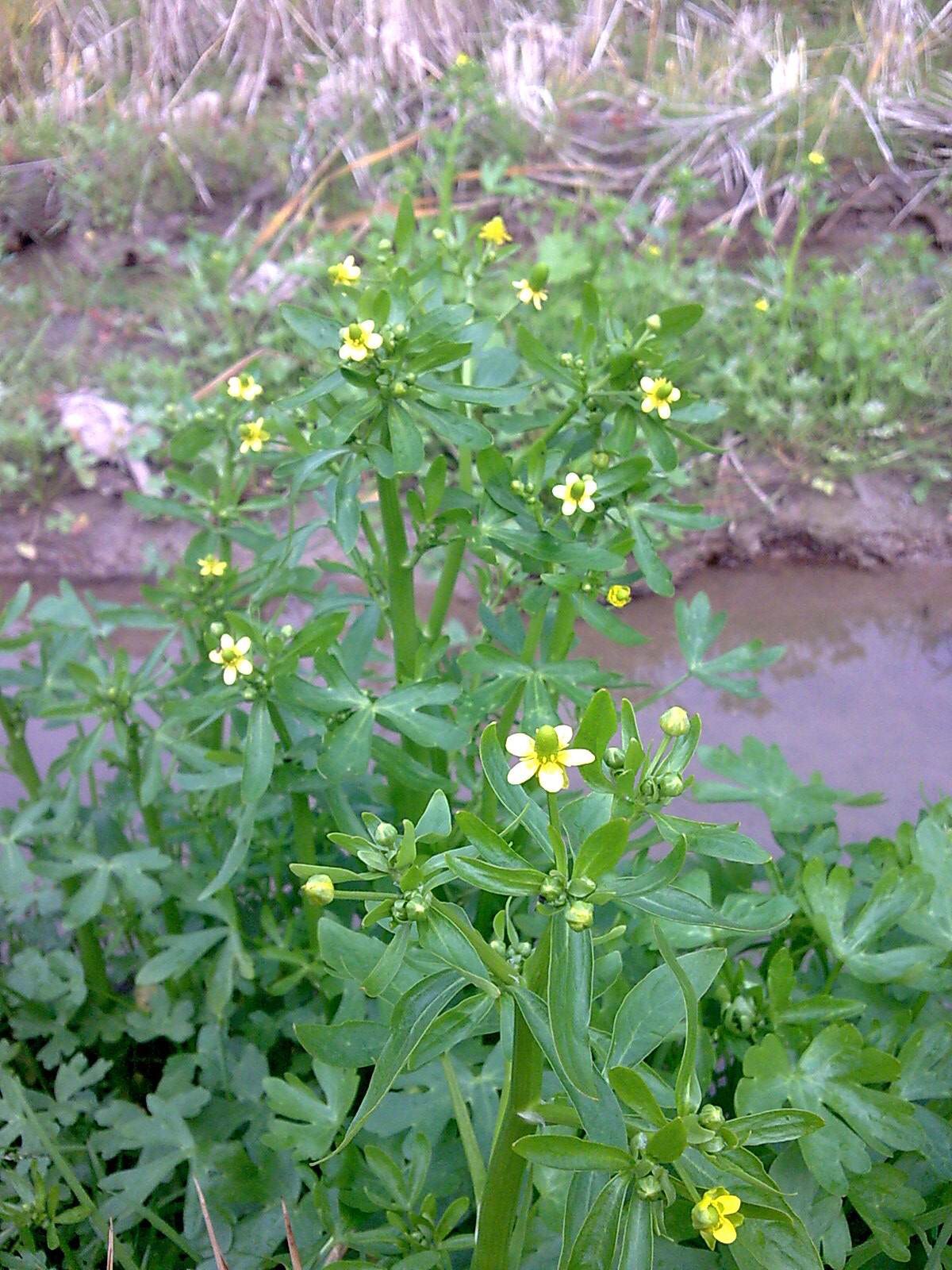 中药石龙芮的功效与别名,石龙芮能吃吗