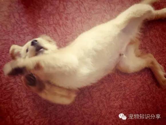 狗狗细小病毒初期怎么治疗,狗狗细小病毒是通过什么传播途径