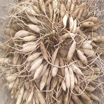 中药材天门冬种植,中药材天门冬啥样