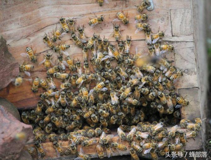 蜜蜂产生了新蜂王老蜂王怎么办,蜜蜂多的蜂王怎么养的活