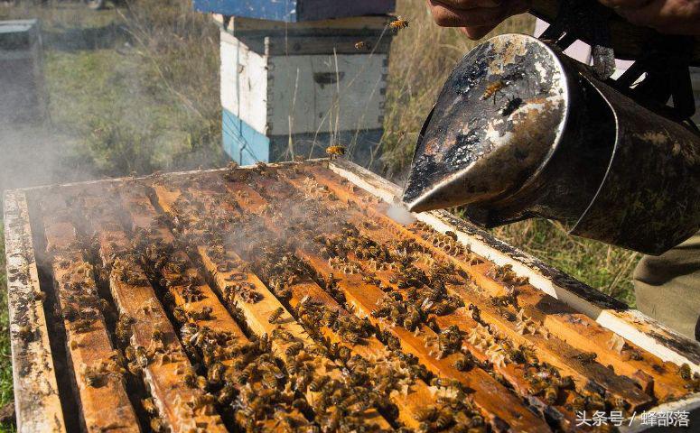 蜜蜂产生了新蜂王老蜂王怎么办,蜜蜂多的蜂王怎么养的活