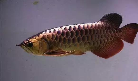 龙鱼怎么鉴别,龙鱼的特征都有哪些