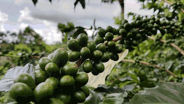 周冬雨的咖啡馆,周冬雨咖啡馆