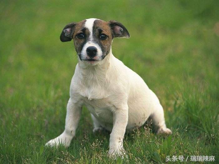 狗狗有皮肤病用什么药给它洗澡,冬季如何治疗狗狗的皮肤病