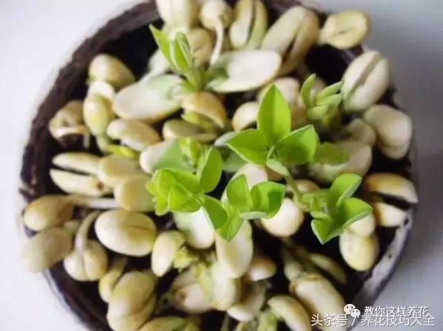 盆栽花生的变化,最好看的盆栽花生