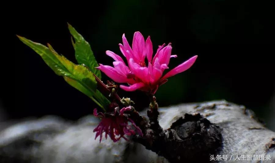 永志不忘莫记心上作文800字,人家帮我们是情分不帮是本分