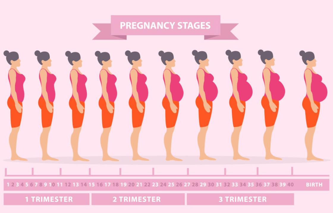 孕妇怀孕孩子成长过程,胎儿成长发育过程视频完整版