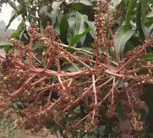 芒果花期预防什么病,芒果花期如何预防倒春寒