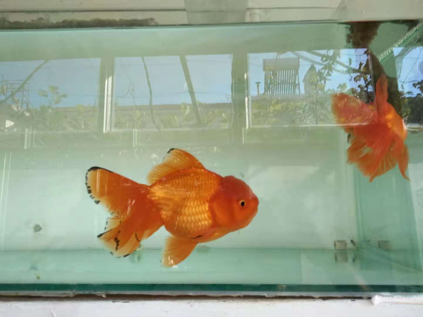 鱼缸用硝化细菌还需要用净水剂吗,30*20*30的鱼缸放几粒硝化细菌