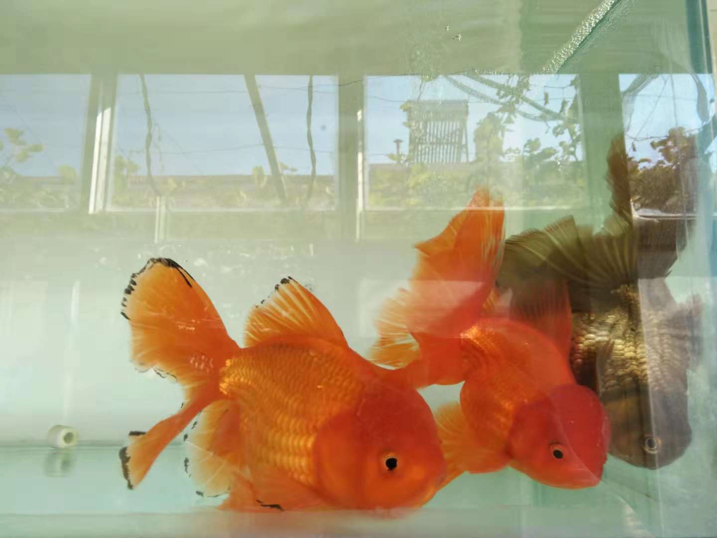 鱼缸用硝化细菌还需要用净水剂吗,30*20*30的鱼缸放几粒硝化细菌