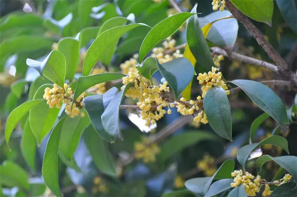 赏桂好去处,金秋赏桂好去处