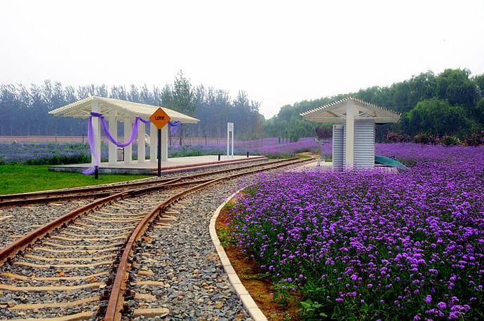 最美薰衣草庄园,北京薰衣草花海